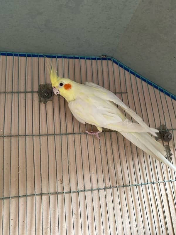 cream cockatiel pair 9