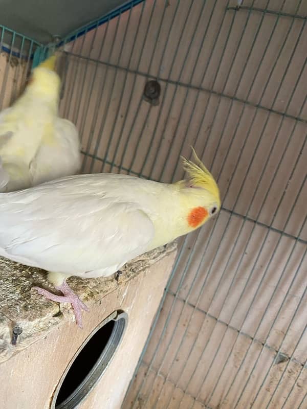 cream cockatiel pair 10