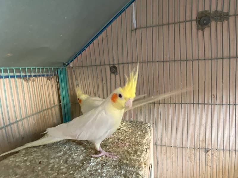 cream cockatiel pair 11