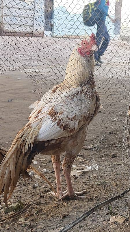 Aseel Phaty Phatian Top quality original mianwali Breed 4