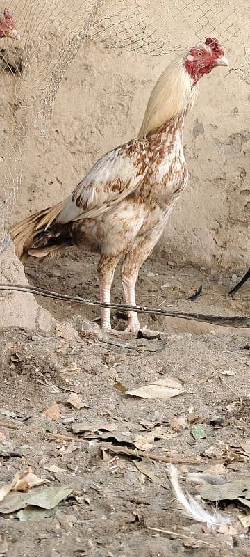 Aseel Phaty Phatian Top quality original mianwali Breed 5