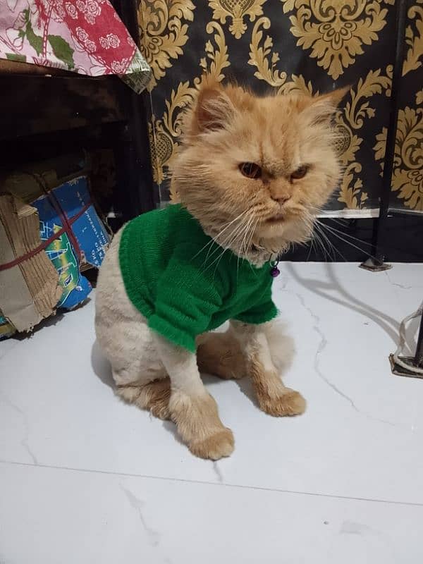 1.5 year female triple coated cat for sale 0