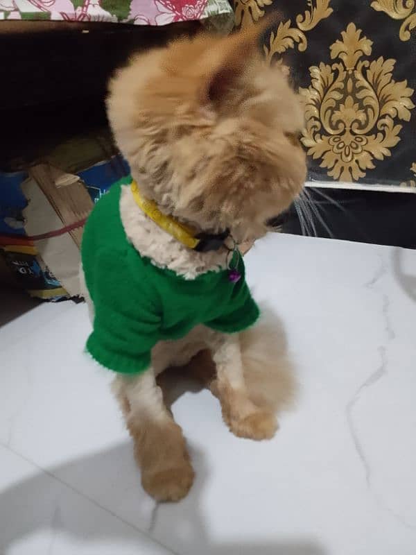 1.5 year female triple coated cat for sale 1