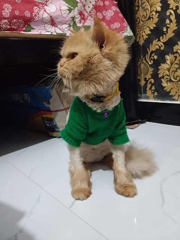 1.5 year female triple coated cat for sale 2