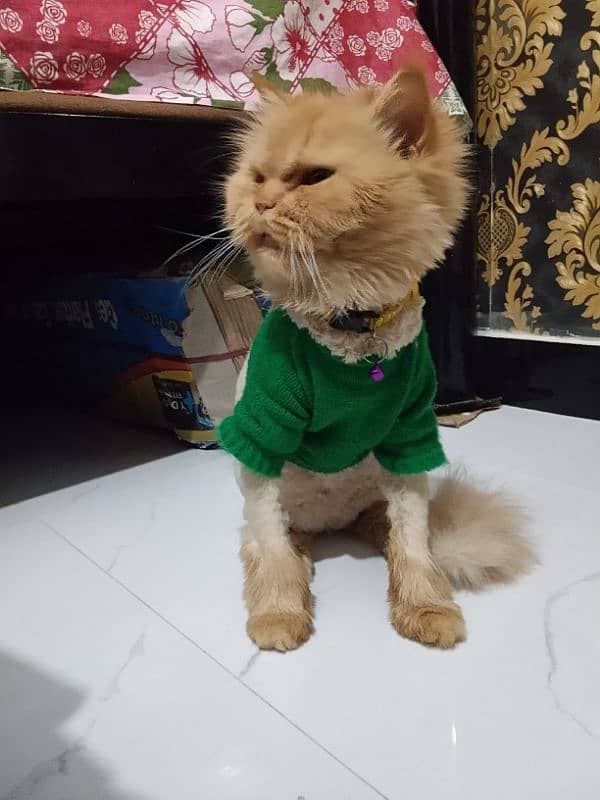 1.5 year female triple coated cat for sale 3