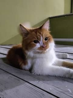 Brown and white female persian cat