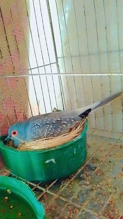 diamond dove pair with eggs and cage