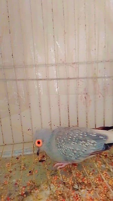 diamond dove pair with eggs and cage 1