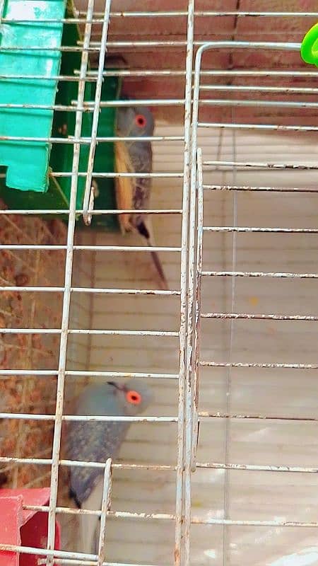 diamond dove pair with eggs and cage 2