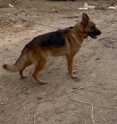 German shepherd