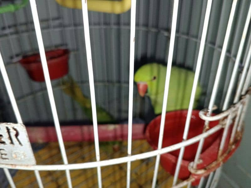 parrots healthy age 6 months pair 0