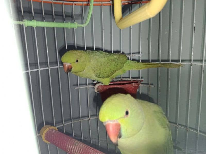 parrots healthy age 6 months pair 2