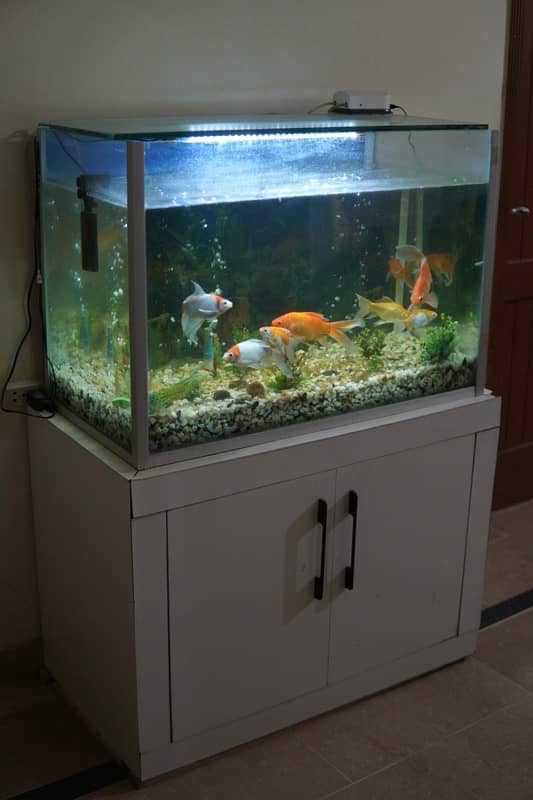 Equarium For Sale With Fishes 0