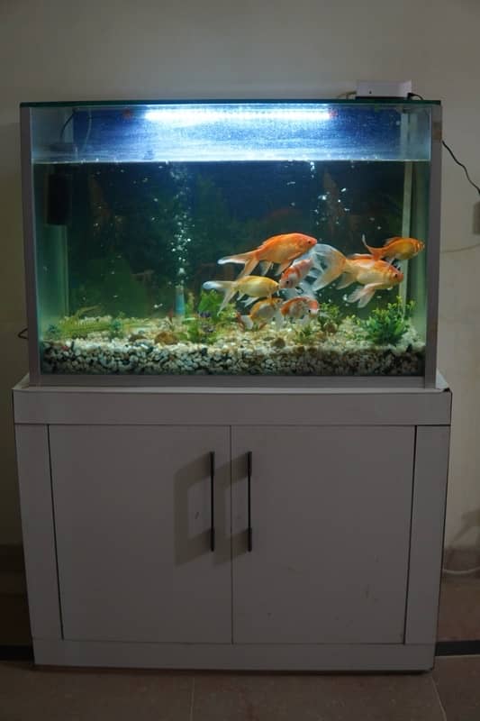 Equarium For Sale With Fishes 1