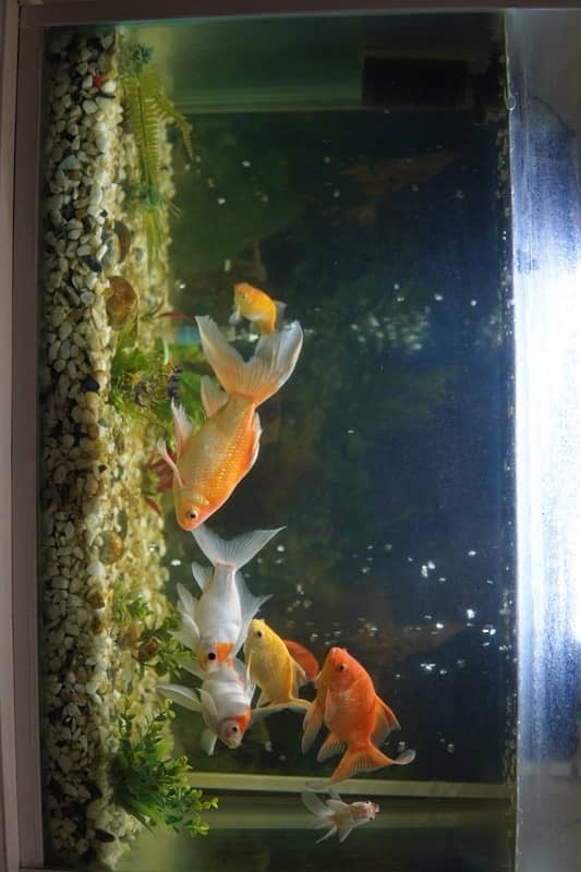 Equarium For Sale With Fishes 5