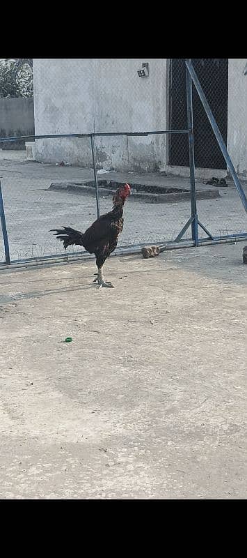 Thai chicks. eggs. male. patha sab available ha 1