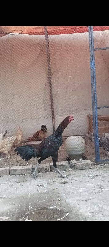 Thai chicks. eggs. male. patha sab available ha 7