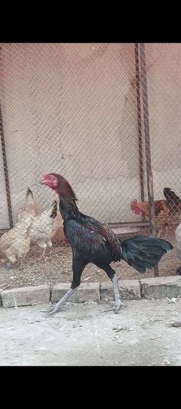 Thai chicks. eggs. male. patha sab available ha 8