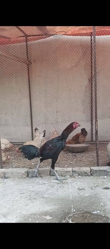 Thai chicks. eggs. male. patha sab available ha 9