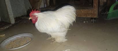 bantam male