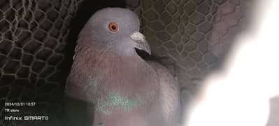 beautiful pigeon pair