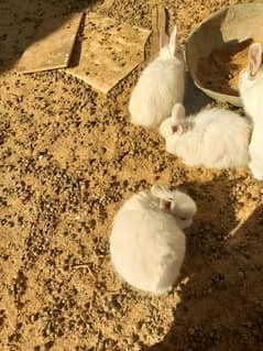 angora rabbits