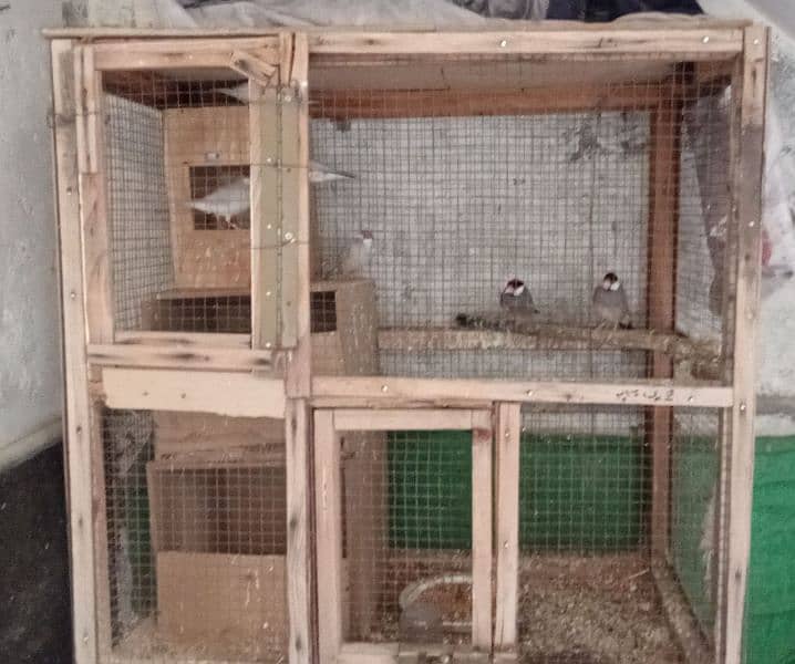 three Java breeder pàir colony with cage 1