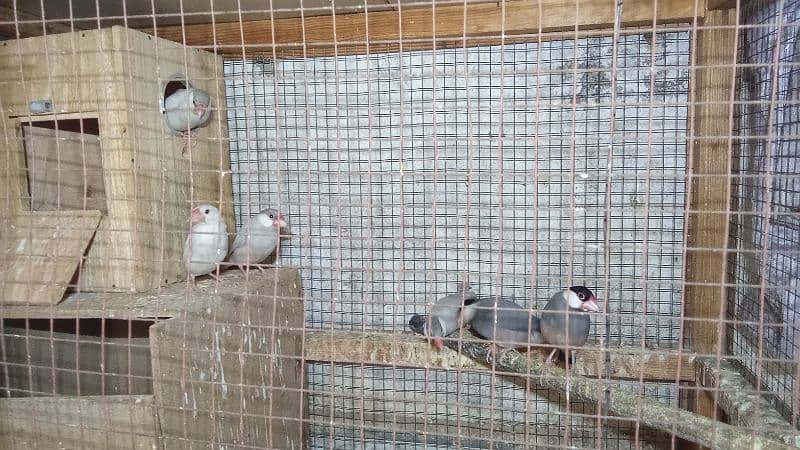 three Java breeder pàir colony with cage 2