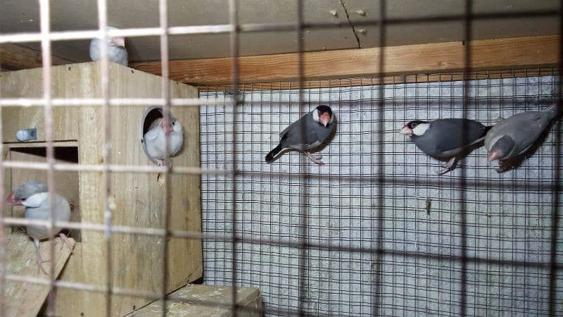 three Java breeder pàir colony with cage 3