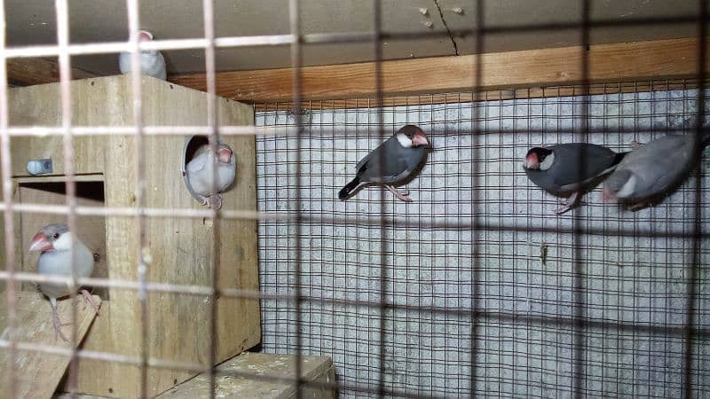 three Java breeder pàir colony with cage 10