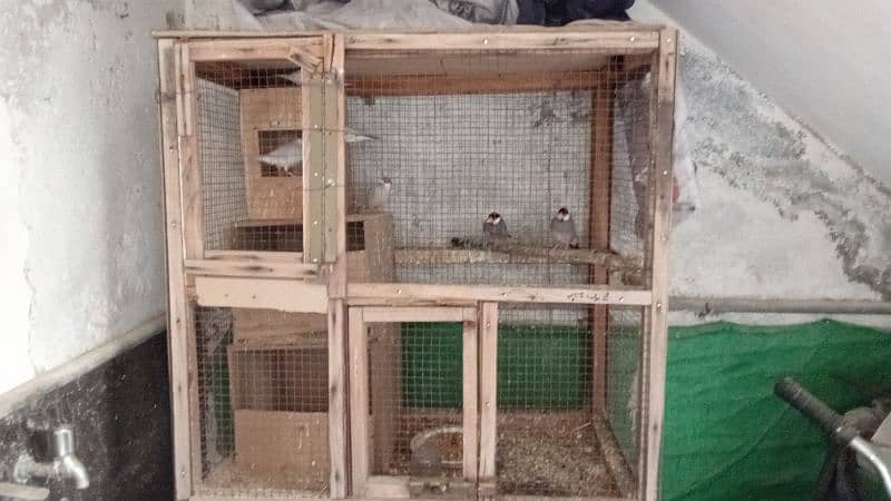 three Java breeder pàir colony with cage 15