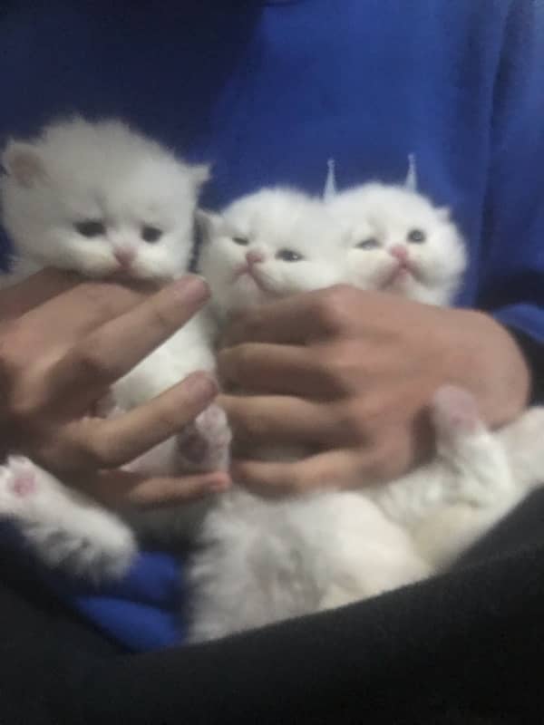 persian kitten triple coar 1