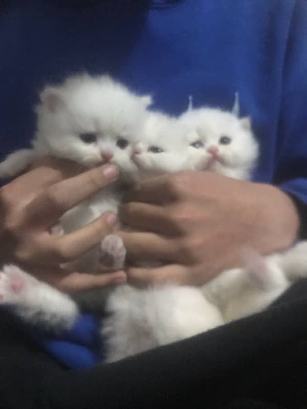 persian kitten triple coar 2