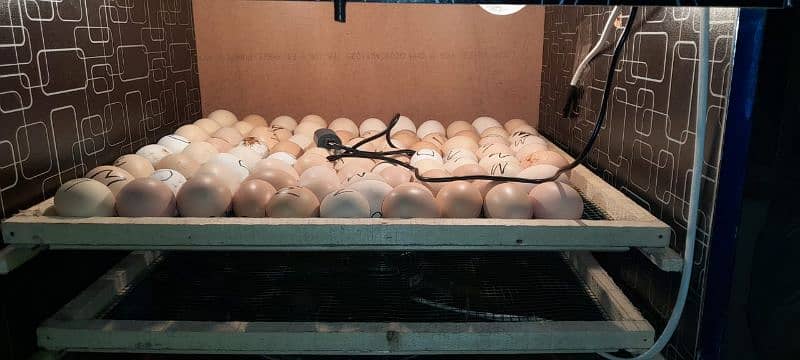 Semi Auto 160 eggs incubator 2