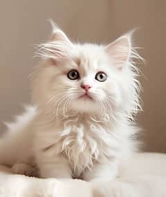 Persian beautiful cat