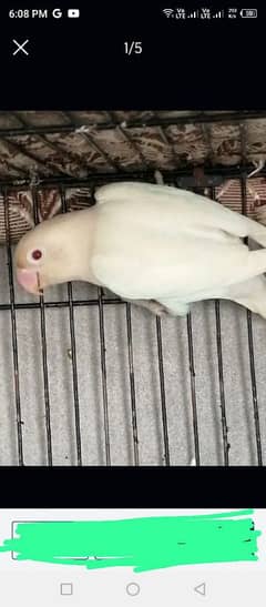 Albino red x Albino split with 4 eggs fertail