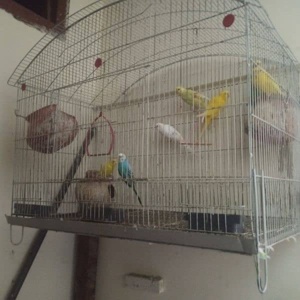 only cage for sale 0