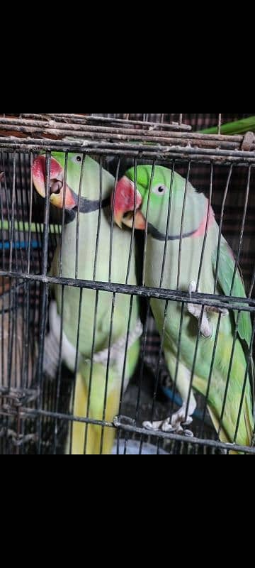 Raw parrots 2