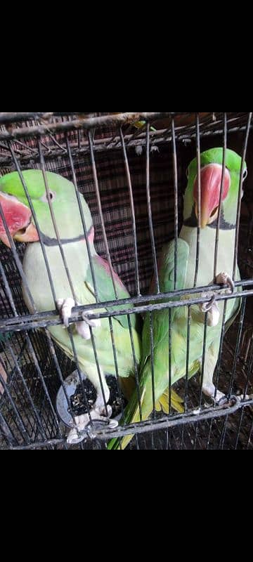 Raw parrots 3