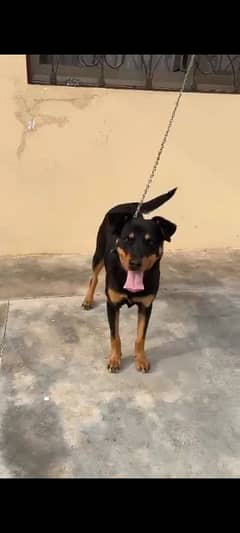 rottweiler female puppy 5 months old