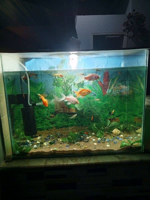 fish with aquarium 0