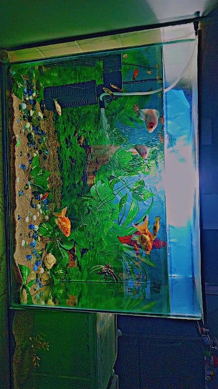 fish with aquarium 2