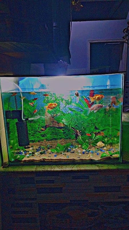 fish with aquarium 3