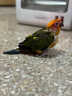 Hand Tame Sun Conure Chick Available