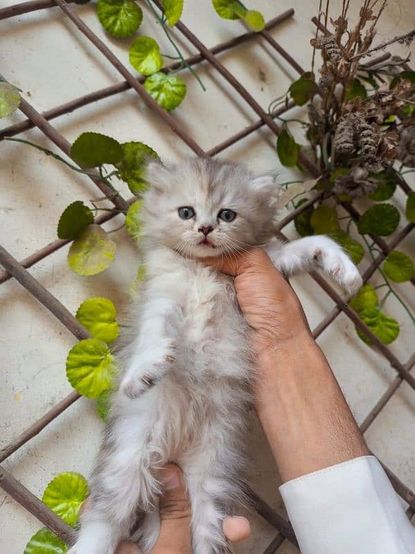 Persian triple coated female 3