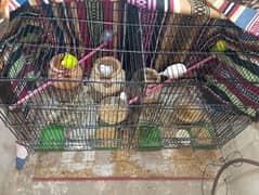 2 pair 1 parrot 1 baby parrot= 6 with extra large cage 3 kujje