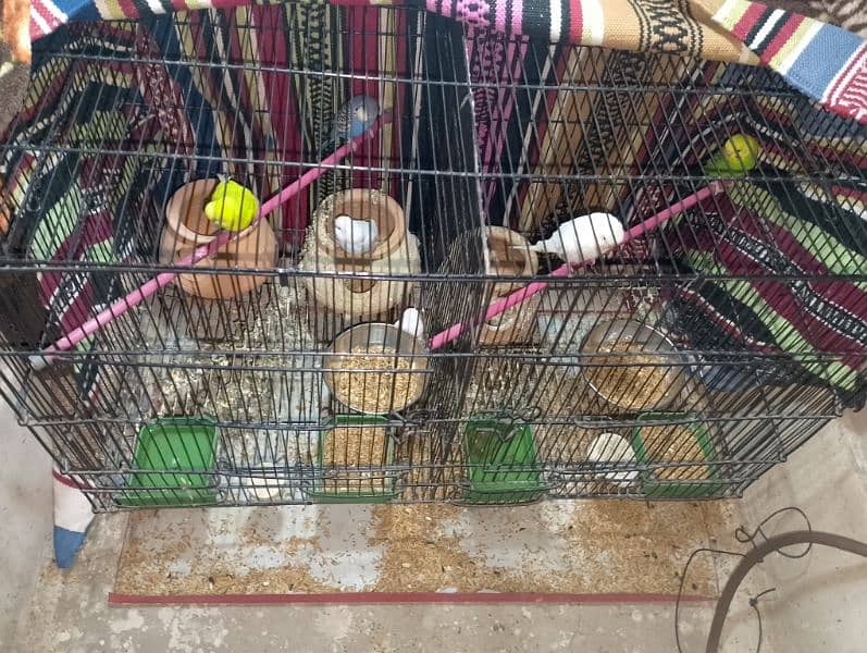 2 pair 1 parrot 1 baby parrot= 6 with extra large cage 3 kujje 0