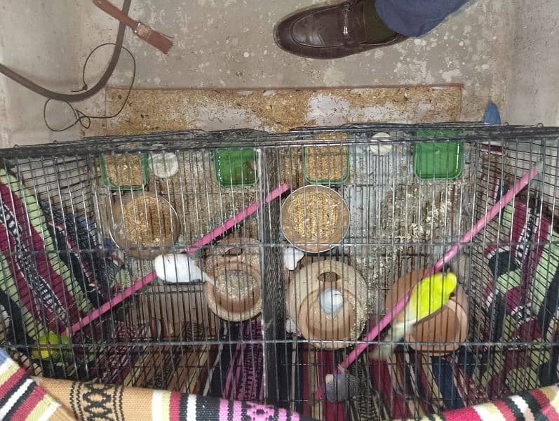 2 pair 1 parrot 1 baby parrot= 6 with extra large cage 3 kujje 1