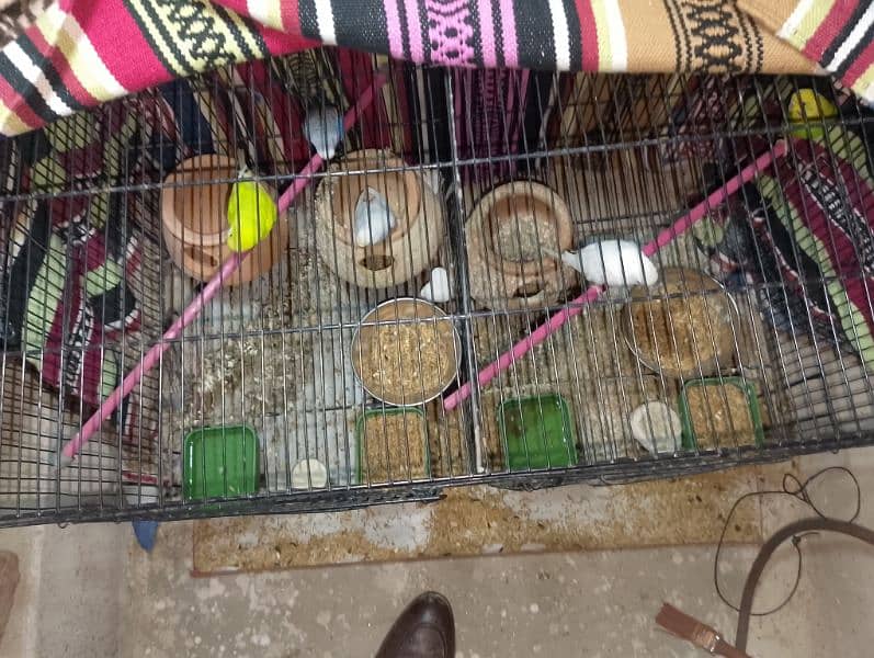 2 pair 1 parrot 1 baby parrot= 6 with extra large cage 3 kujje 2