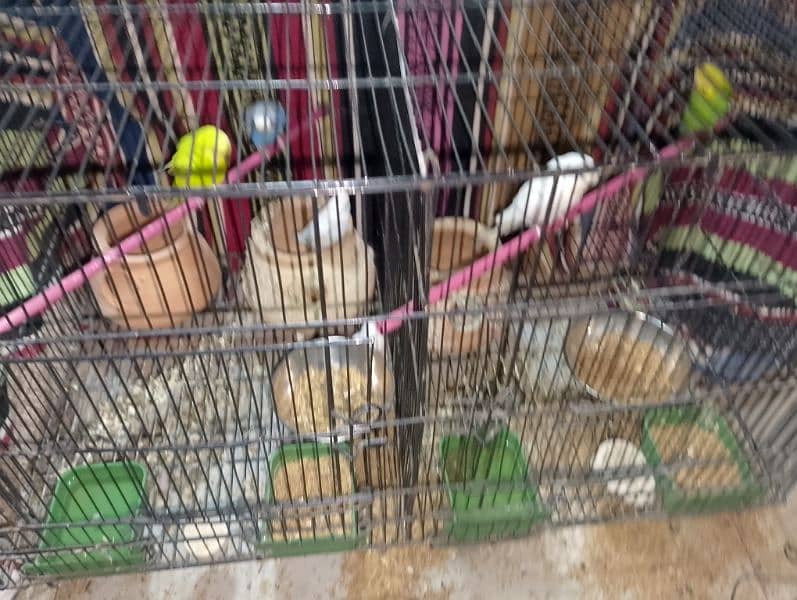 2 pair 1 parrot 1 baby parrot= 6 with extra large cage 3 kujje 3